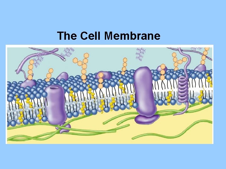 The Cell Membrane 