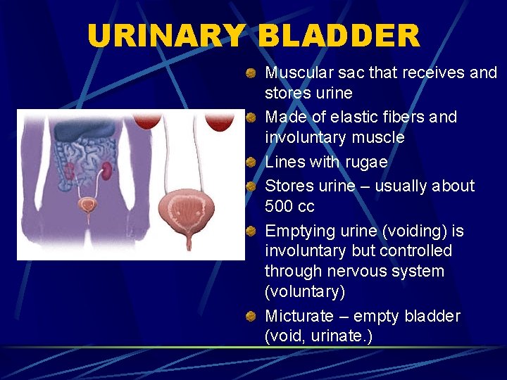 URINARY BLADDER Muscular sac that receives and stores urine Made of elastic fibers and