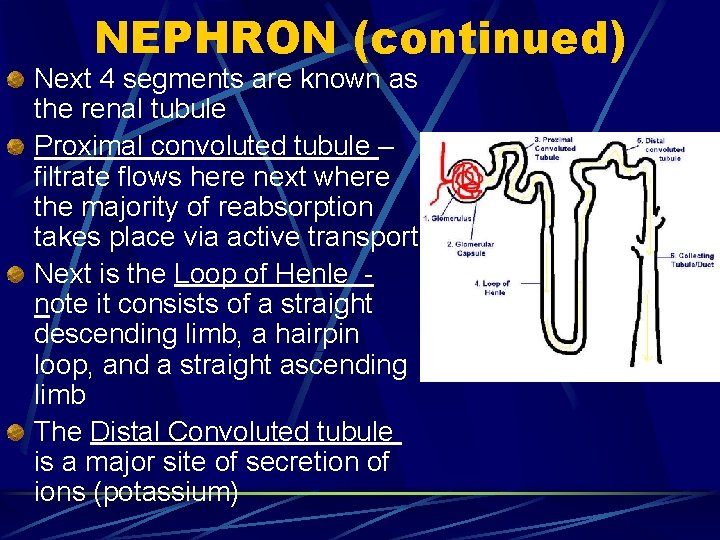 NEPHRON (continued) Next 4 segments are known as the renal tubule Proximal convoluted tubule