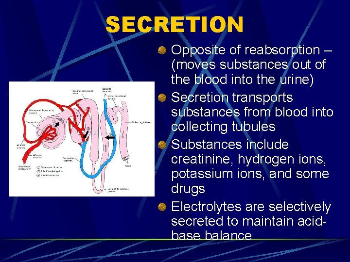 SECRETION Opposite of reabsorption – (moves substances out of the blood into the urine)