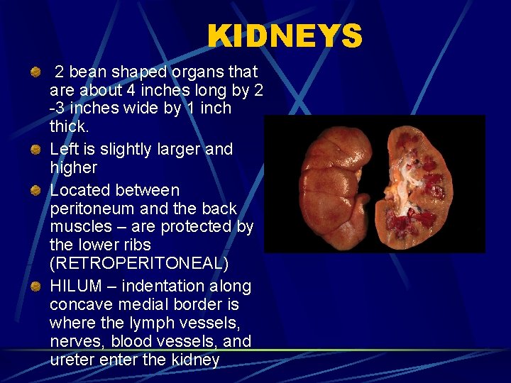 KIDNEYS 2 bean shaped organs that are about 4 inches long by 2 -3