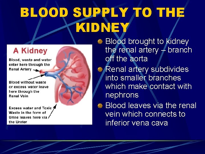 BLOOD SUPPLY TO THE KIDNEY Blood brought to kidney the renal artery – branch