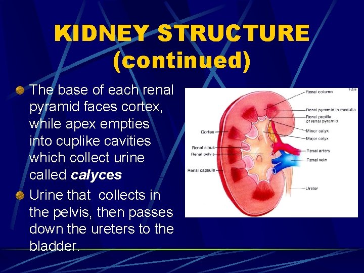 KIDNEY STRUCTURE (continued) The base of each renal pyramid faces cortex, while apex empties