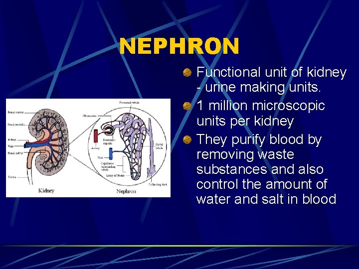 NEPHRON Functional unit of kidney - urine making units. 1 million microscopic units per