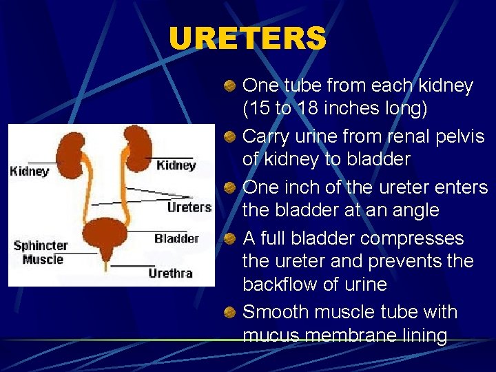 URETERS One tube from each kidney (15 to 18 inches long) Carry urine from