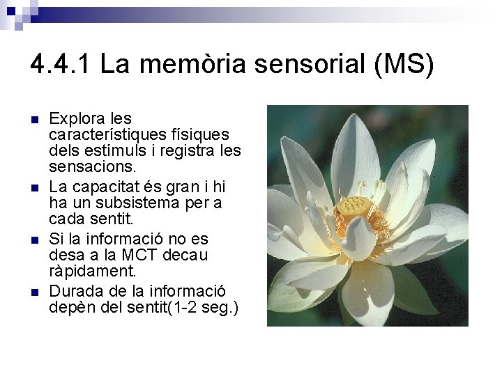 4. 4. 1 La memòria sensorial (MS) n n Explora les característiques físiques dels