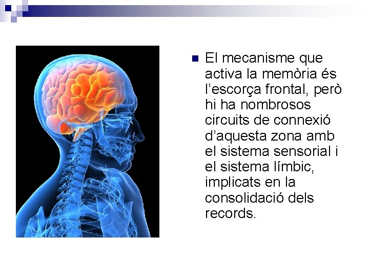 n El mecanisme que activa la memòria és l’escorça frontal, però hi ha nombrosos