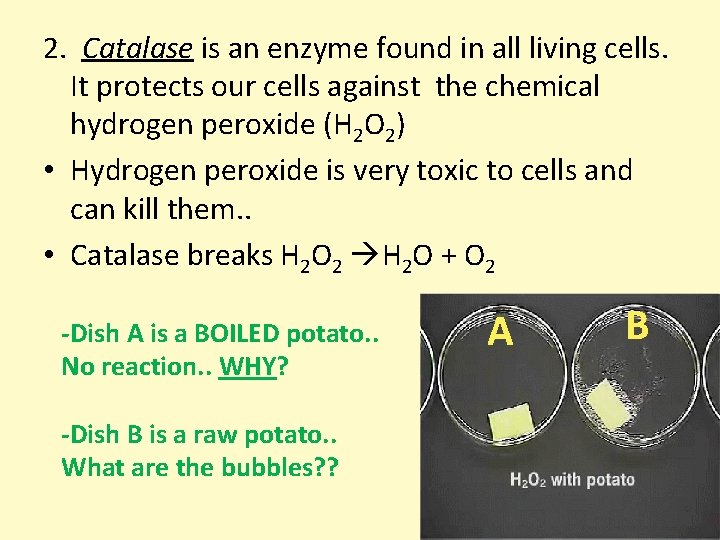 2. Catalase is an enzyme found in all living cells. It protects our cells