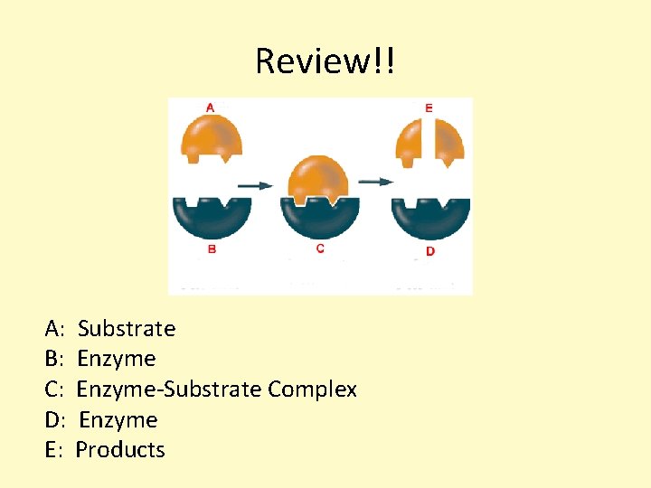Review!! A: B: C: D: E: Substrate Enzyme-Substrate Complex Enzyme Products 