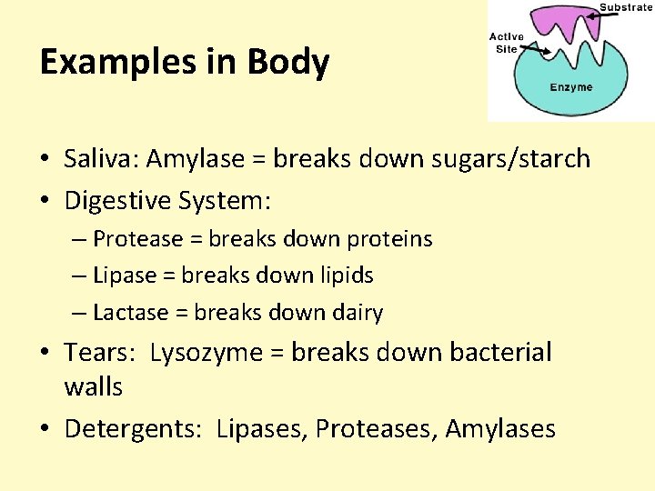 Examples in Body • Saliva: Amylase = breaks down sugars/starch • Digestive System: –