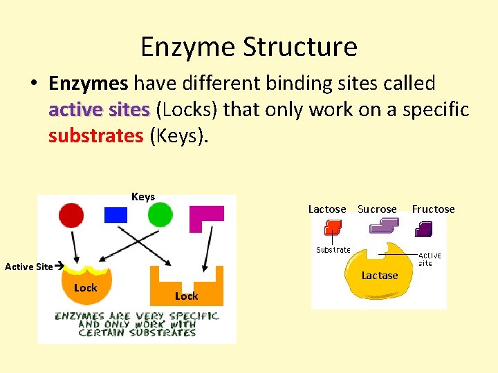 Enzyme Structure • Enzymes have different binding sites called active sites (Locks) that only