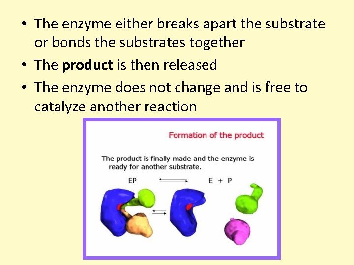  • The enzyme either breaks apart the substrate or bonds the substrates together