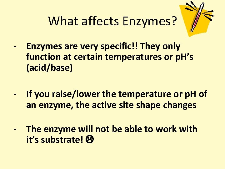 What affects Enzymes? - Enzymes are very specific!! They only function at certain temperatures