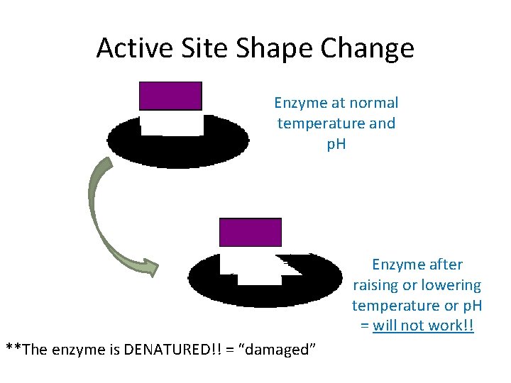 Active Site Shape Change Enzyme at normal temperature and p. H Enzyme after raising