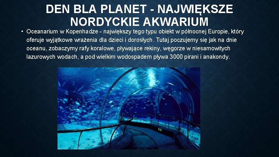 DEN BLA PLANET - NAJWIĘKSZE NORDYCKIE AKWARIUM • Oceanarium w Kopenhadze - największy tego