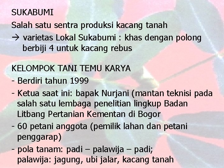 SUKABUMI Salah satu sentra produksi kacang tanah varietas Lokal Sukabumi : khas dengan polong