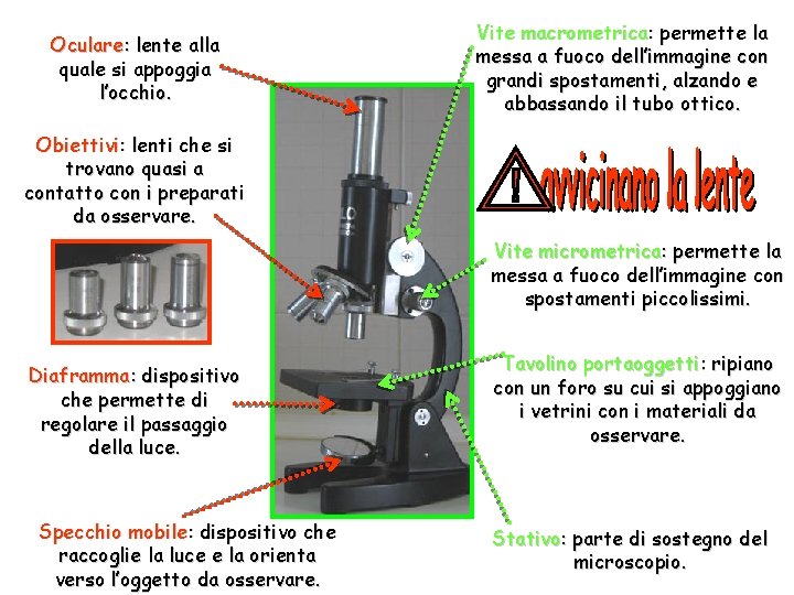 Oculare: lente alla quale si appoggia l’occhio. Vite macrometrica: permette la messa a fuoco