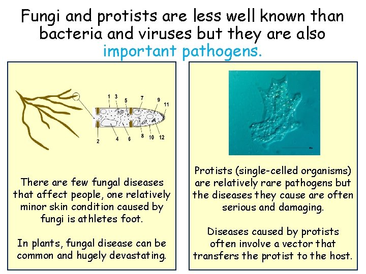 Fungi and protists are less well known than bacteria and viruses but they are