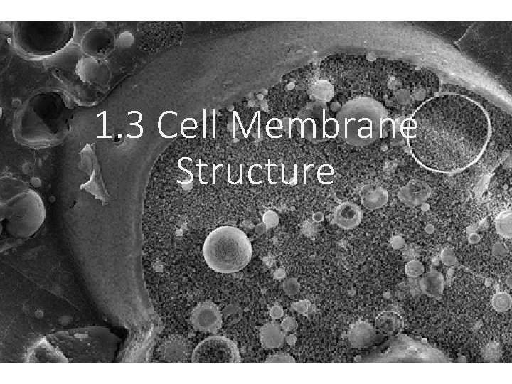 1. 3 Cell Membrane Structure 