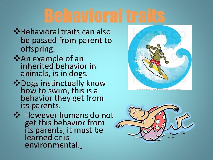 Behavioral traits v. Behavioral traits can also be passed from parent to offspring. v.