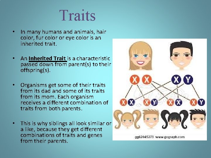 Traits • In many humans and animals, hair color, fur color or eye color