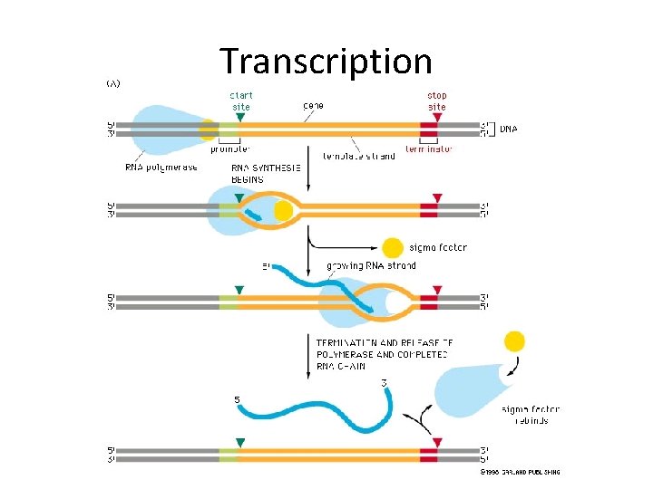 Transcription Transcription