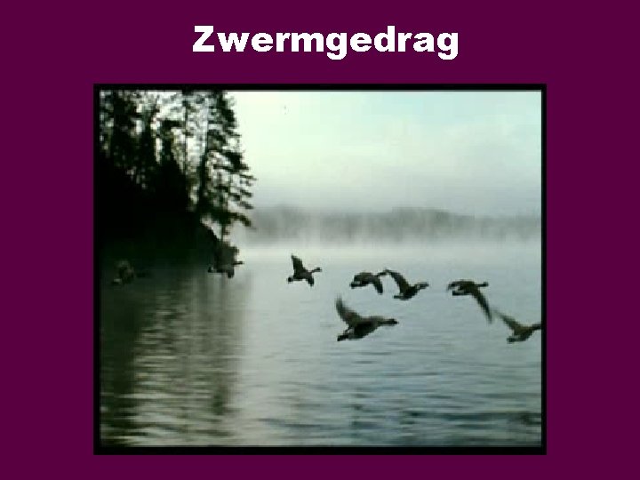 Zwermgedrag Zwermgedrag