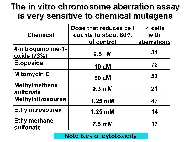 The in vitro chromosome aberration assay is very sensitive to chemical mutagens Note lack