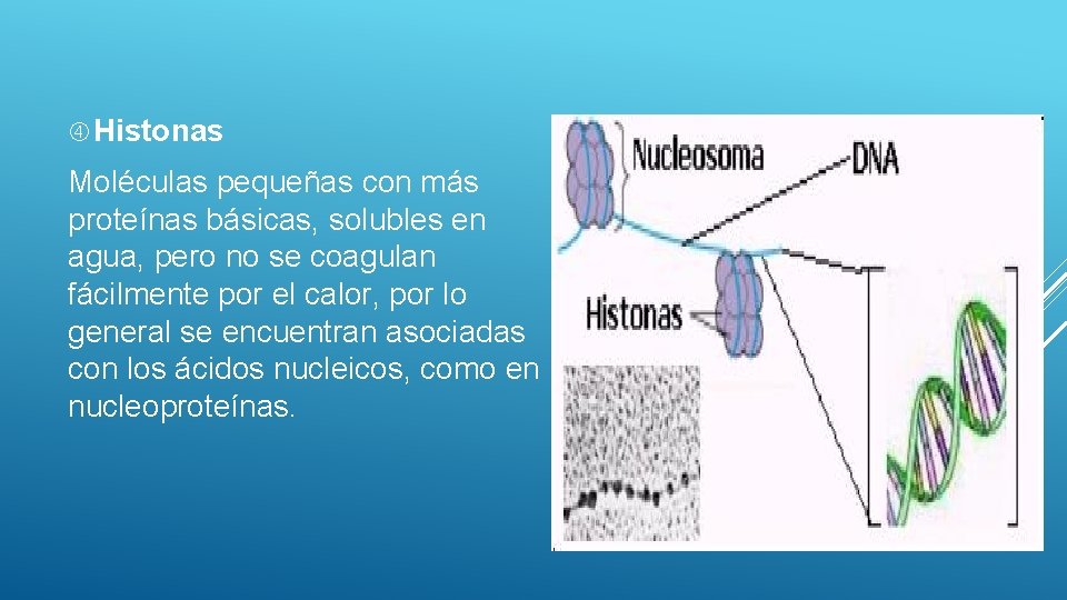  Histonas Moléculas pequeñas con más proteínas básicas, solubles en agua, pero no se