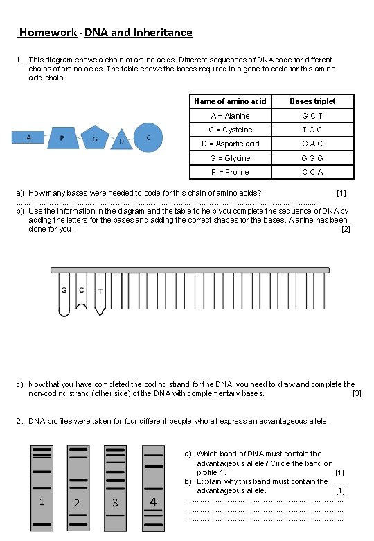 Homework - DNA and Inheritance 1. This diagram shows a chain of amino acids.
