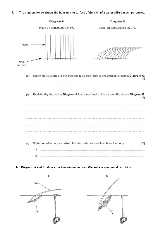 3. The diagram below shows the hairs on the surface of the skin of