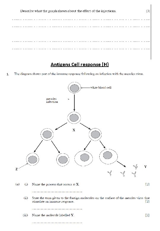 Antigens Cell response (H) 1. 