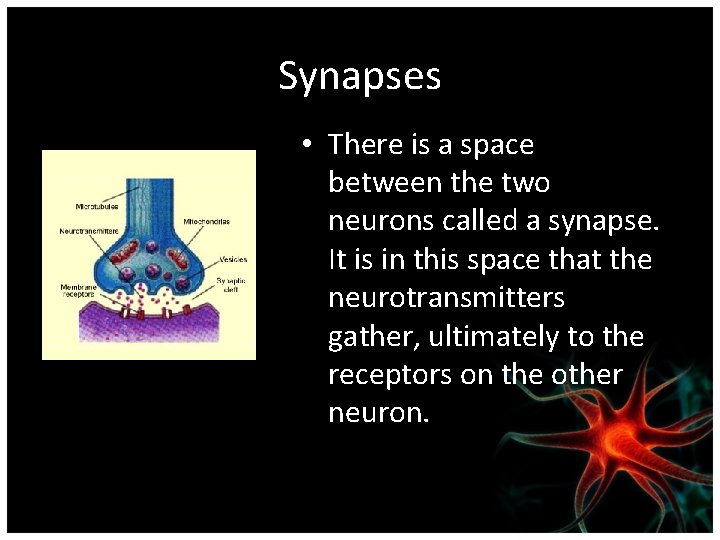 Synapses • There is a space between the two neurons called a synapse. It