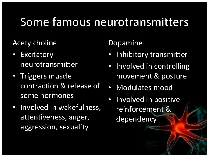 Some famous neurotransmitters Acetylcholine: • Excitatory neurotransmitter • Triggers muscle contraction & release of