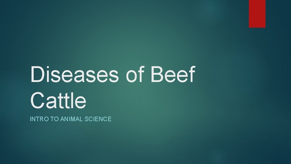 Diseases of Beef Cattle INTRO TO ANIMAL SCIENCE 