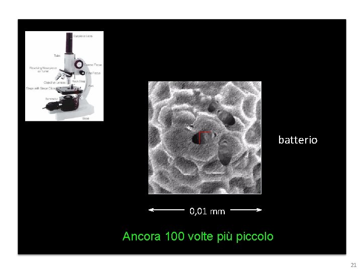 batterio 0, 01 mm Ancora 100 volte più piccolo 21 