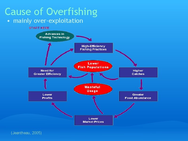 Cause of Overfishing • mainly over-exploitation (Jeantheau, 2005) 