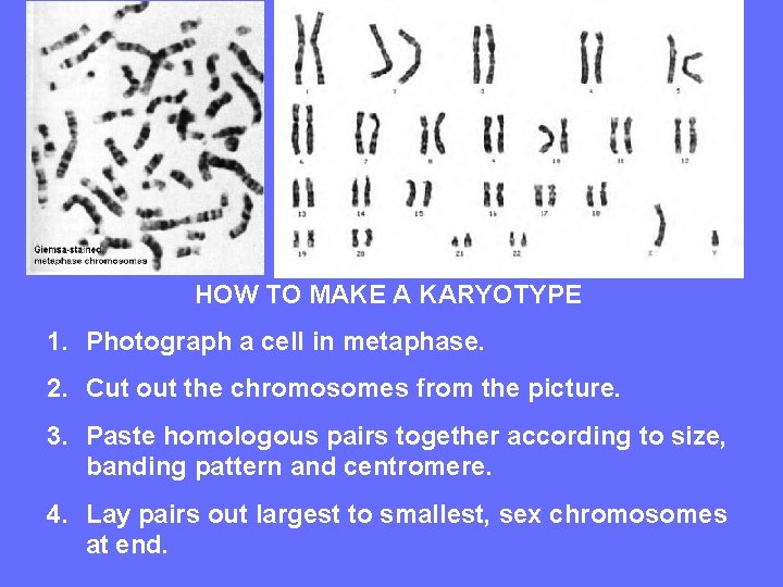 HOW TO MAKE A KARYOTYPE 1. Photograph a cell in metaphase. 2. Cut out
