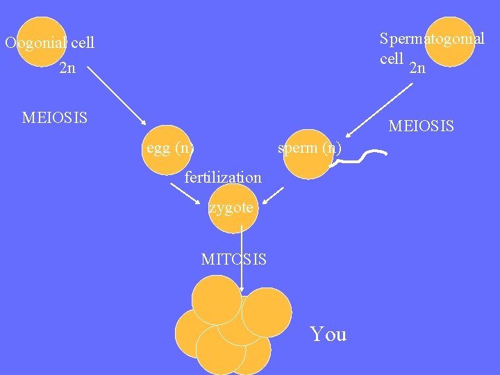 Spermatogonial cell 2 n Oogonial cell 2 n MEIOSIS egg (n) sperm (n) fertilization