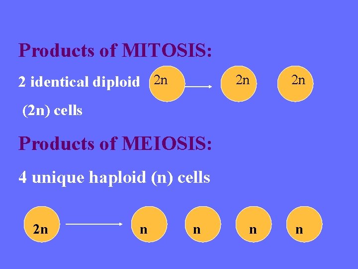 Products of MITOSIS: 2 identical diploid 2 n 2 n 2 n (2 n)