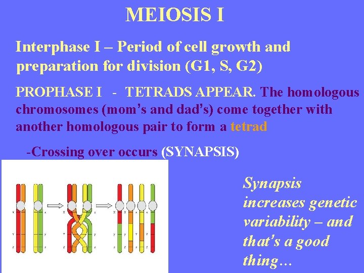 MEIOSIS I Interphase I – Period of cell growth and preparation for division (G
