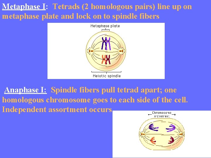 Metaphase I: Tetrads (2 homologous pairs) line up on metaphase plate and lock on