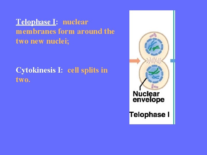 Telophase I: nuclear membranes form around the two new nuclei; Cytokinesis I: cell splits
