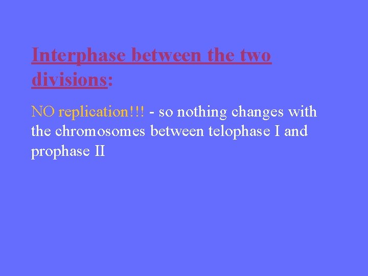Interphase between the two divisions: NO replication!!! - so nothing changes with the chromosomes
