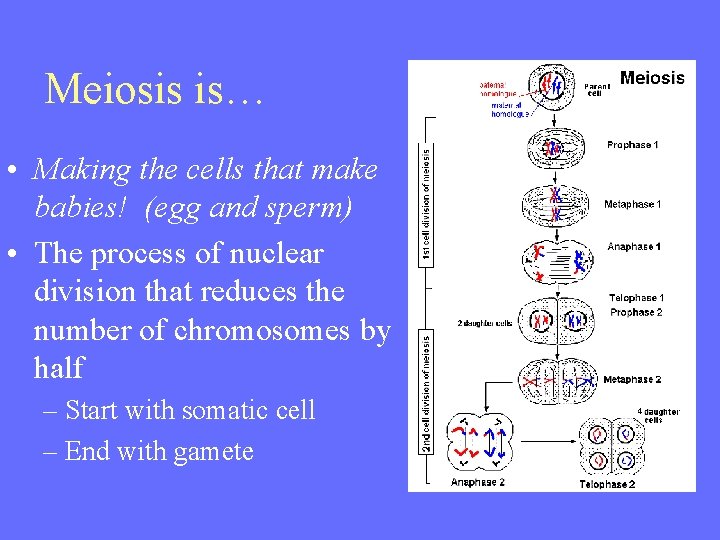 Meiosis is… • Making the cells that make babies! (egg and sperm) • The