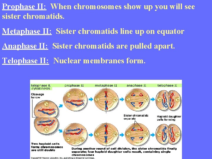 Prophase II: When chromosomes show up you will see sister chromatids. Metaphase II: Sister