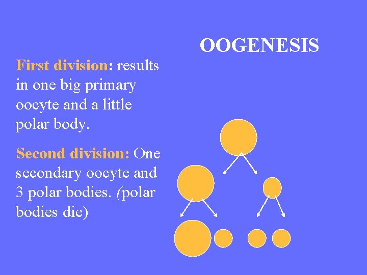 First division: results in one big primary oocyte and a little polar body. Second