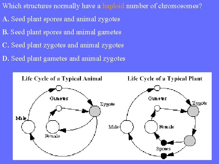 Which structures normally have a haploid number of chromosomes? A. Seed plant spores and