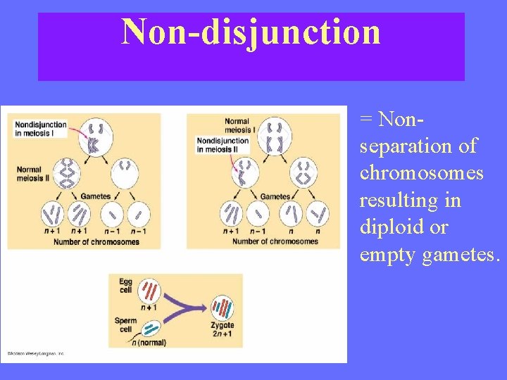 Non-disjunction = Nonseparation of chromosomes resulting in diploid or empty gametes. 