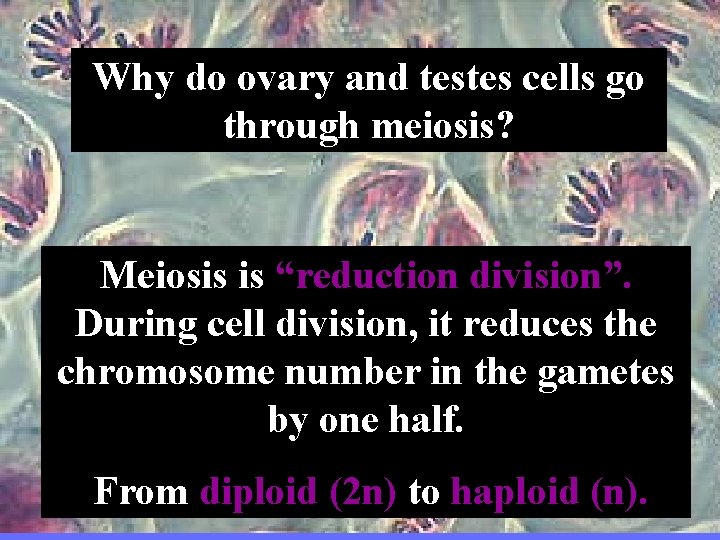 Why do ovary and testes cells go through meiosis? Why do meiosis? Meiosis is